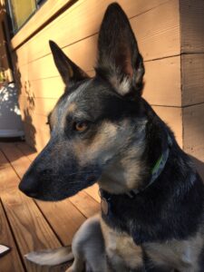 A well trained dog by The Canine's Voice in Wheaton, IL