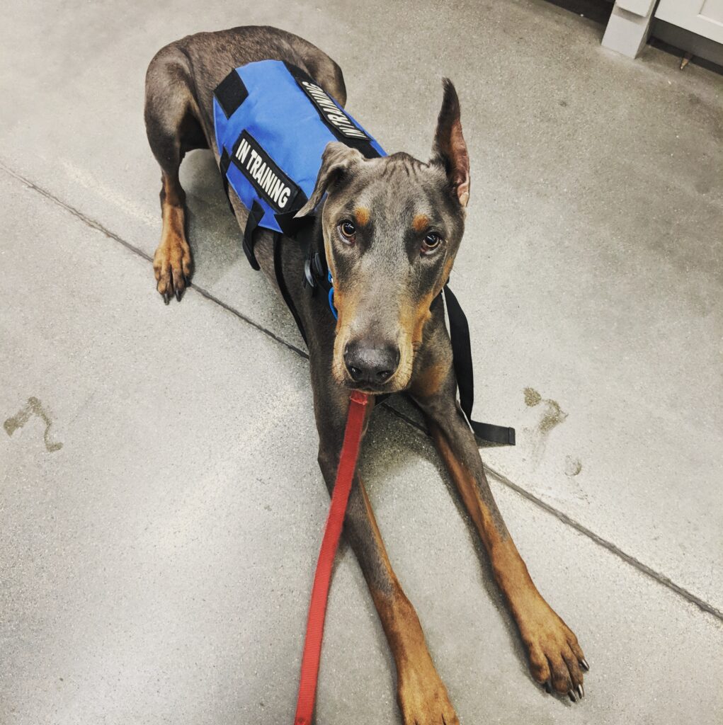 The Canine's Voice Day Training