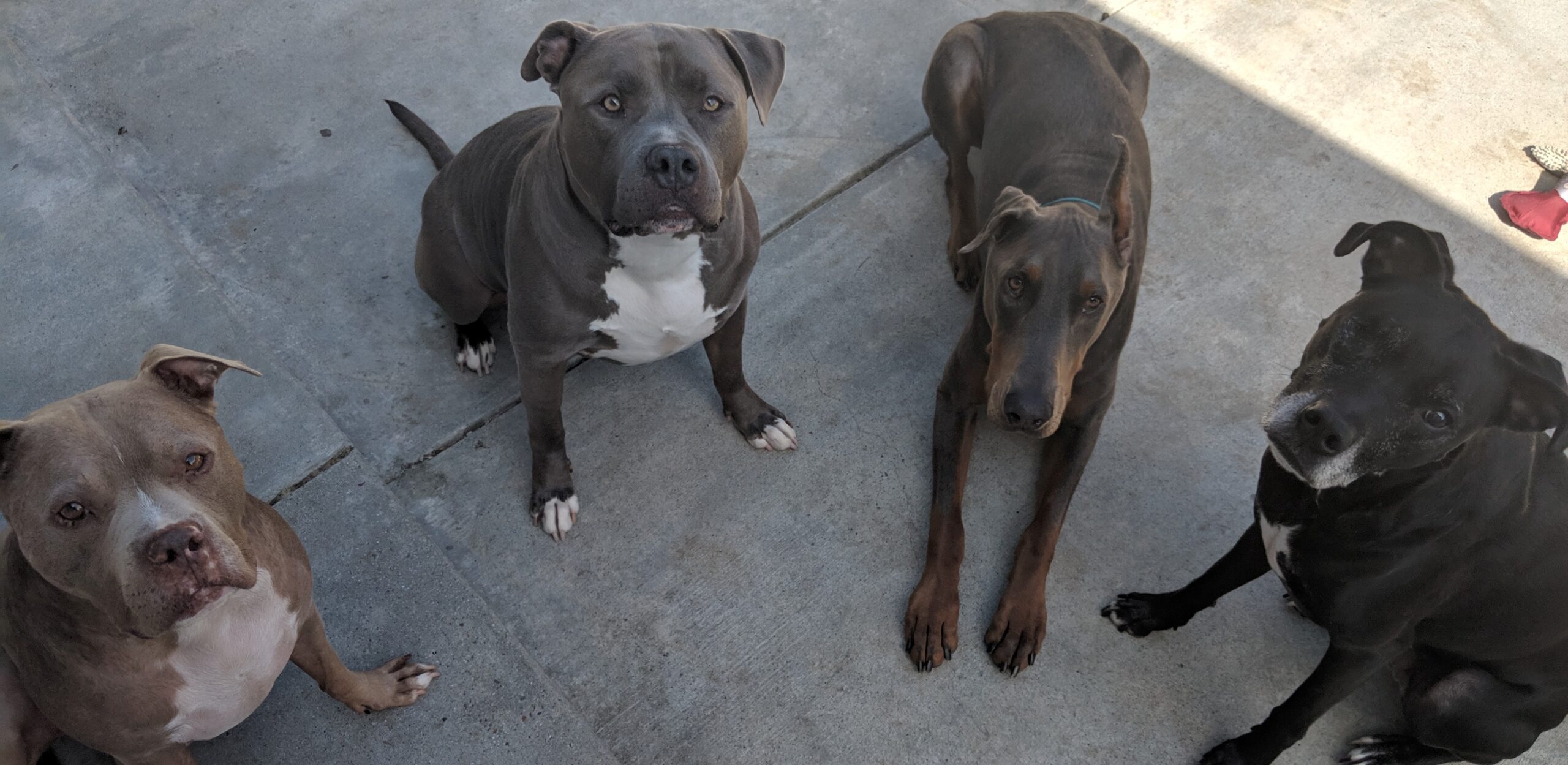 Well trained, happy dogs at The Canine's Voice in Wheaton, Illinois