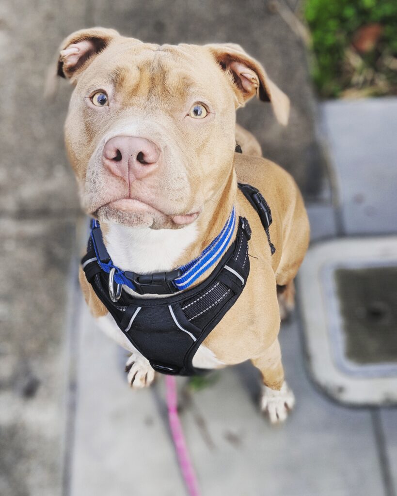 The Canine's Voice Behavior Modification dog training graduate, a large breed dog sitting at attention