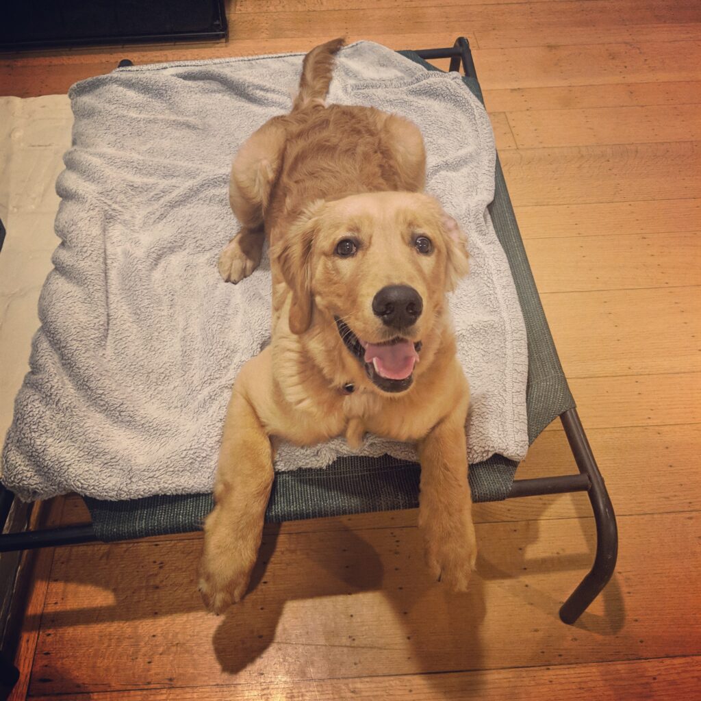 Board and Train at The Canine's Voice in Wheaton, IL