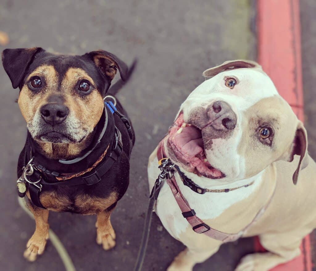 Canis Nexus will give dogs a voice and a better chance at happy, healthy lives.