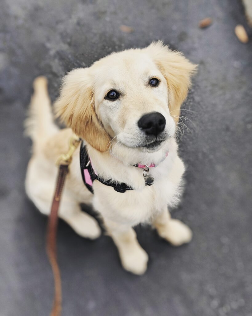 A well mannered graduate of The Canine's Voice Obedience and Manners: golden retriever puppy sitting nicely.