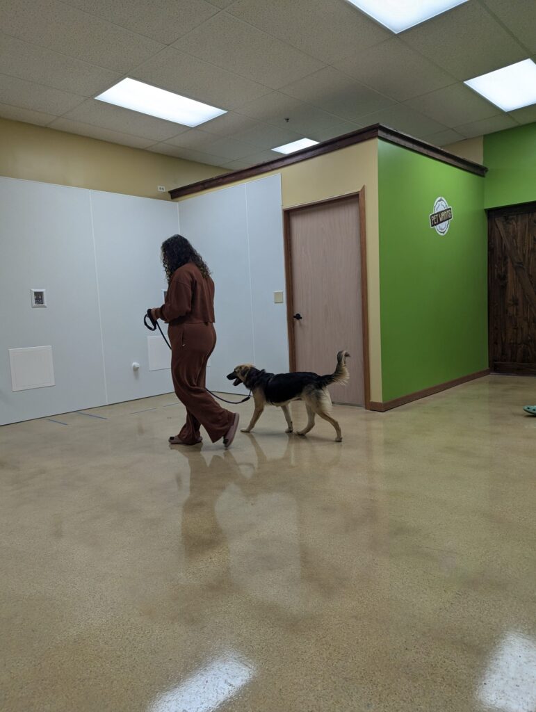 Reactive Rover Group Classes, Basics group Classes and Puppy socialization classes at The Canine's Voice
