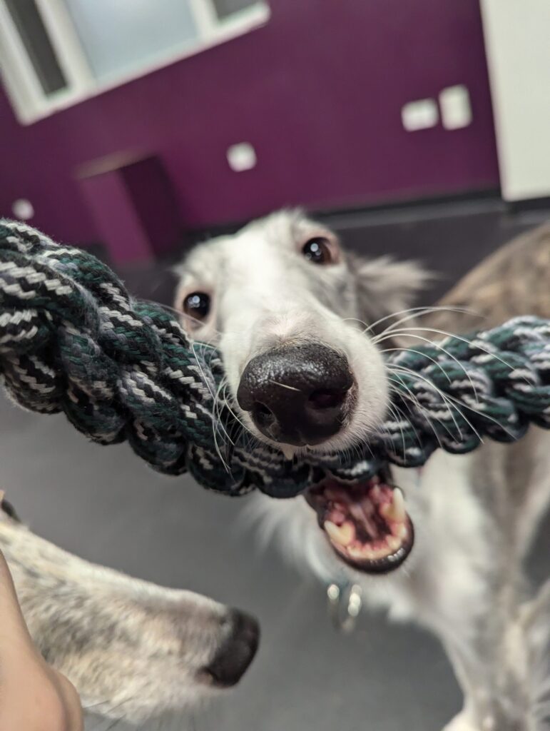 The Canine Voice Offers Behavioral Daycare for dogs, boarding and day training in Wheaton, IL