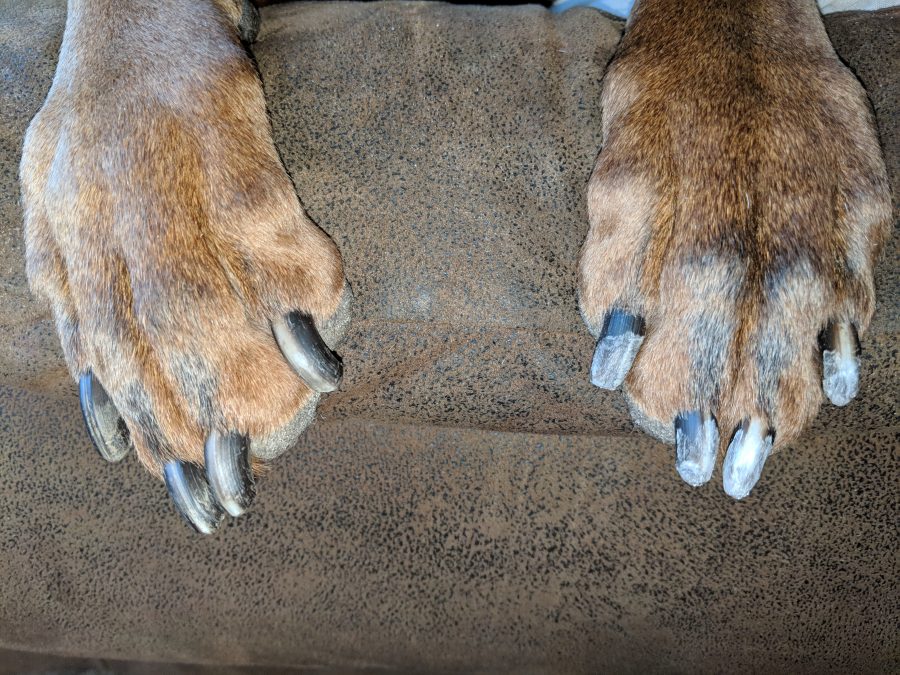 The Canine's Voice Perfect Pedi Package before and after dog toenail trim and grind