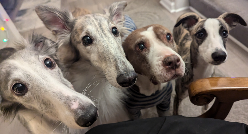 Welcome to The Canine's Voice dog training in Wheaton, IL. Photo of four well trained dogs of various sizes