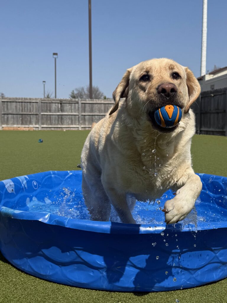 Labrador retriever enjoying fetch and enrichment at The Canine's Voice behavioral doggy daycare.