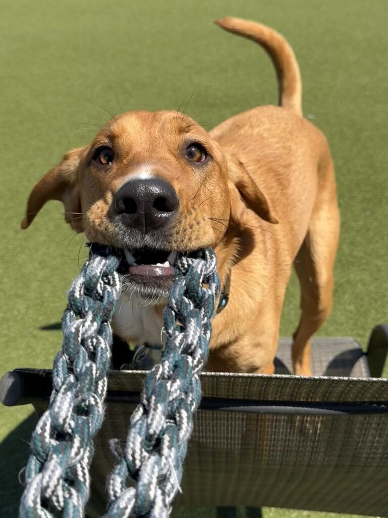 Bloodhound mix dog enjoying enrichment at The Canine's Voice doggie daycare in Wheaton, IL