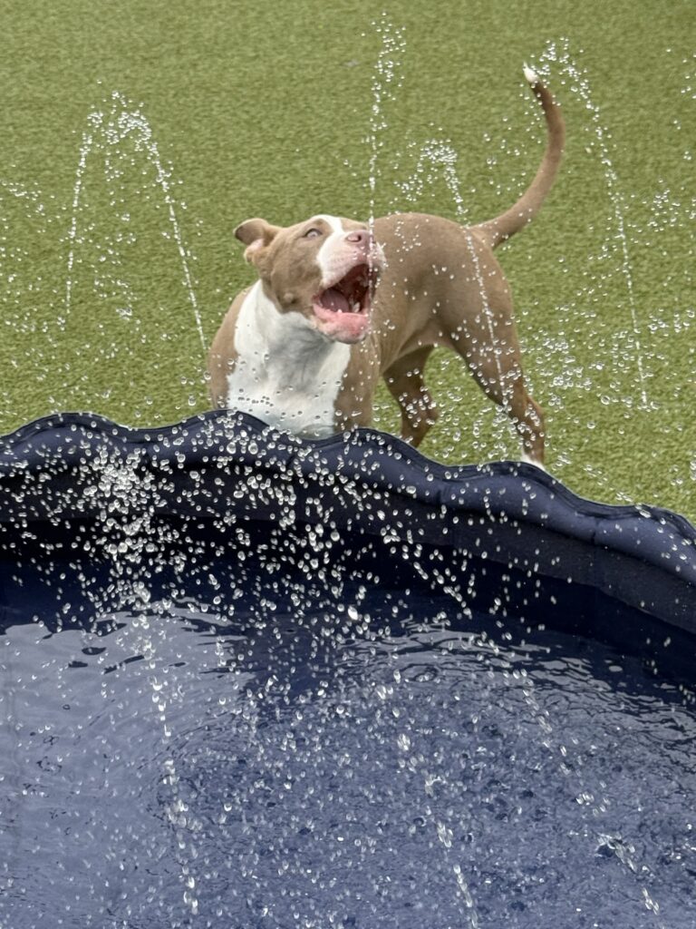Pit bull terrier enjoying outdoor enrichment at The Canine's Voice behavioral doggie daycare in Wheaton, IL