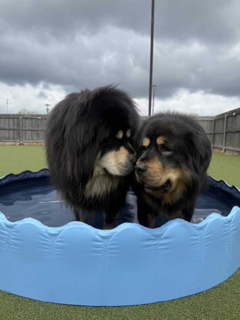 Tibetan mastiffs enjoying daycare and the swimming pool at The Canine's Voice in Wheaton, IL
